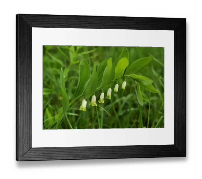 Framed Print : Angular Solomons Seal or Scented Solomons Seal -Polygonatum odoratum- with raindrops, Berchtesgadener Land District, Upper Bavaria, Bavaria, Germany Framed Print : Angular Solomons Seal or Scented Solomons Seal -Polygonatum odoratum- with raindrops, Berchtesgadener Land District, Upper Bavaria, Bavaria, Germany