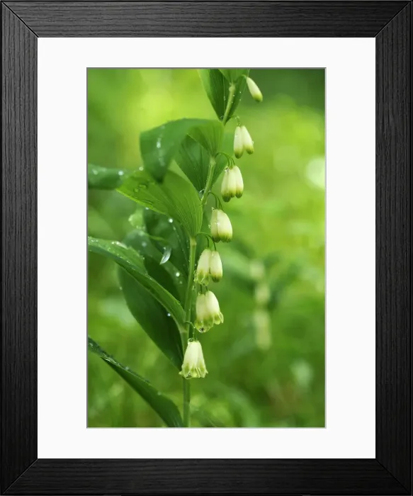 Framed Print : Solomons Seal, Davids Harp or Ladder-to-Heaven -Polygonatum multiflorum- with raindrops, Berchtesgadener Land District, Upper Bavaria, Bavaria, Germany Framed Print : Solomons Seal, Davids Harp or Ladder-to-Heaven -Polygonatum multiflorum- with raindrops, Berchtesgadener Land District, Upper Bavaria, Bavaria, Germany
