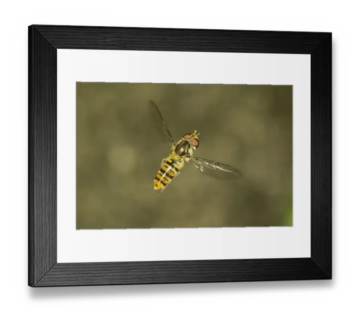 Framed Print : Marmalade Hoverfly -Episyrphus balteatus-, female in flight, Baden-Wurttemberg, Germany Framed Print : Marmalade Hoverfly -Episyrphus balteatus-, female in flight, Baden-Wurttemberg, Germany