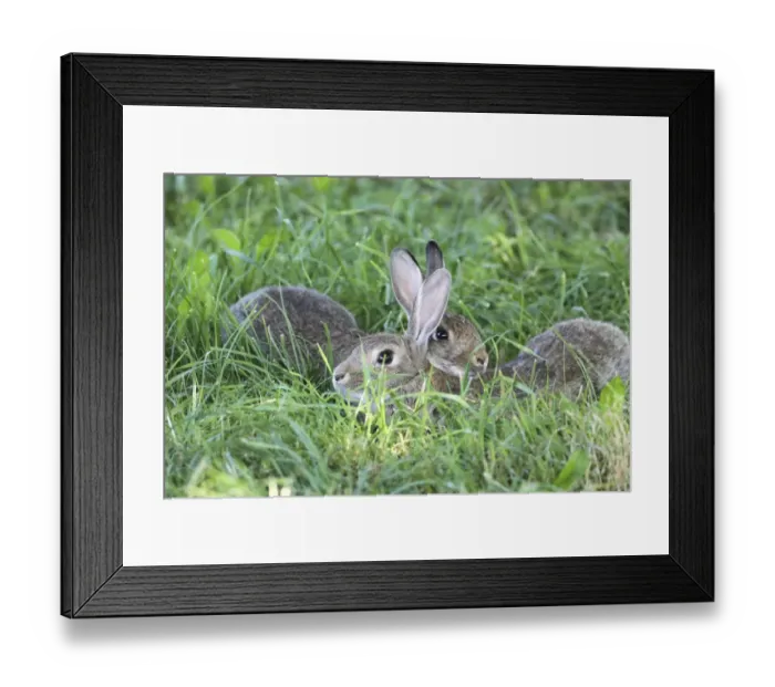 Framed Print : Common Rabbits -Oryctolagus cuniculus-, lying in the grass, Lower Austria, Austria Framed Print : Common Rabbits -Oryctolagus cuniculus-, lying in the grass, Lower Austria, Austria