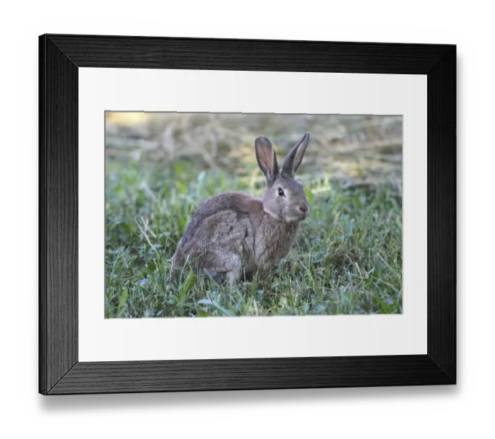 Framed Print : Common Rabbit -Oryctolagus cuniculus-, Lower Austria, Austria Framed Print : Common Rabbit -Oryctolagus cuniculus-, Lower Austria, Austria