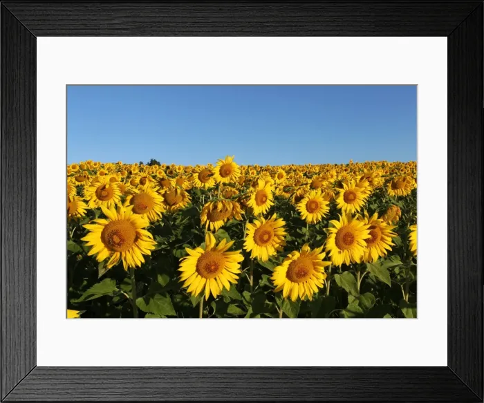 Framed Print : Sunflowers -Helianthus annuus-, sunflower field, Lower Austria, Austria Framed Print : Sunflowers -Helianthus annuus-, sunflower field, Lower Austria, Austria
