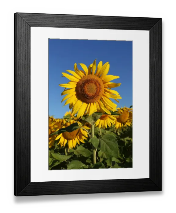 Framed Print : Sunflower -Helianthus annuus-, sunflower field, Lower Austria, Austria Framed Print : Sunflower -Helianthus annuus-, sunflower field, Lower Austria, Austria