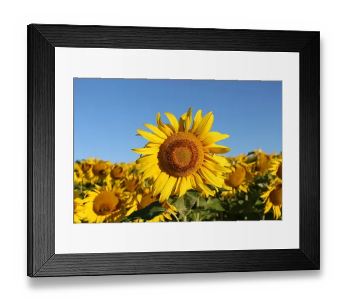 Framed Print : Sunflower -Helianthus annuus-, sunflower field, Lower Austria, Austria Framed Print : Sunflower -Helianthus annuus-, sunflower field, Lower Austria, Austria