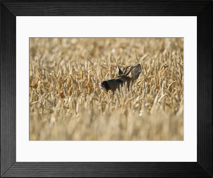 Framed Print : Roe Deer -Capreolus capreolus-, buck in a wheat field, Lower Austria, Austria Framed Print : Roe Deer -Capreolus capreolus-, buck in a wheat field, Lower Austria, Austria