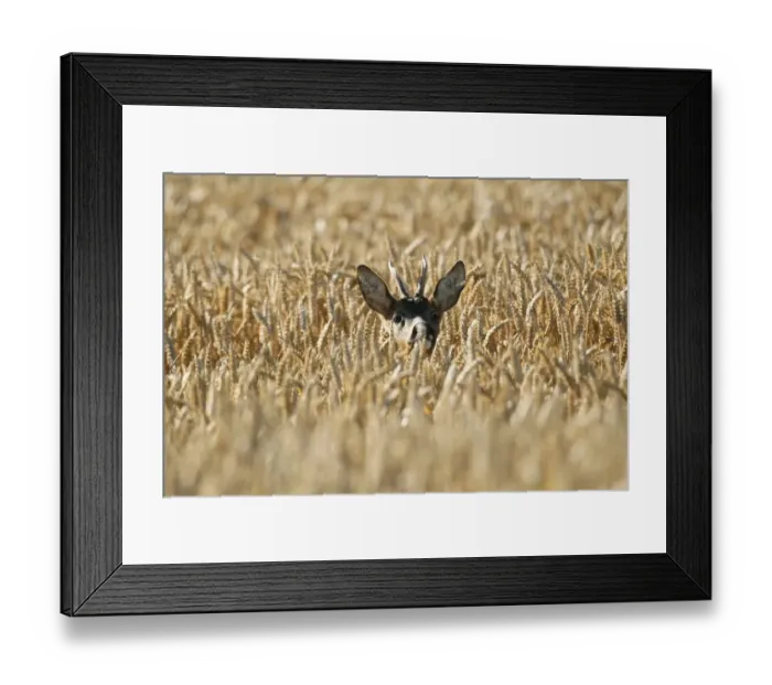 Framed Print : Roe Deer -Capreolus capreolus-, buck in a wheat field, Lower Austria, Austria Framed Print : Roe Deer -Capreolus capreolus-, buck in a wheat field, Lower Austria, Austria