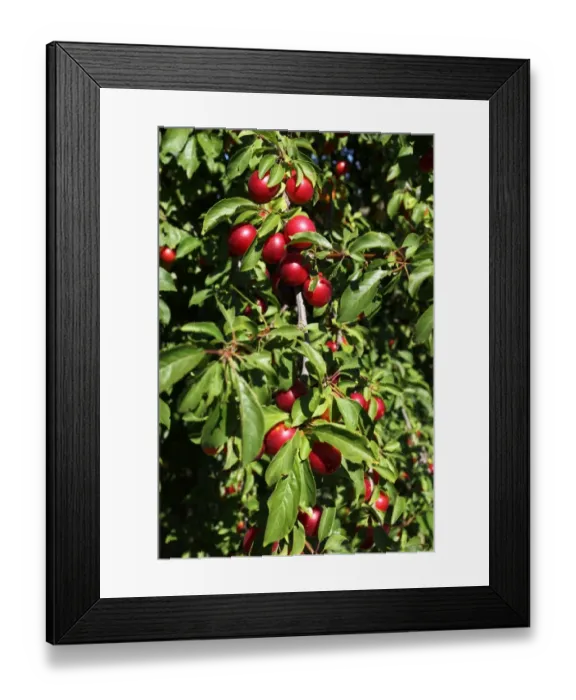 Framed Print : Greek Cherry Plum or Myrobalan Plum -Prunus cerasifera-, organic farming, Lower Austria, Austria Framed Print : Greek Cherry Plum or Myrobalan Plum -Prunus cerasifera-, organic farming, Lower Austria, Austria