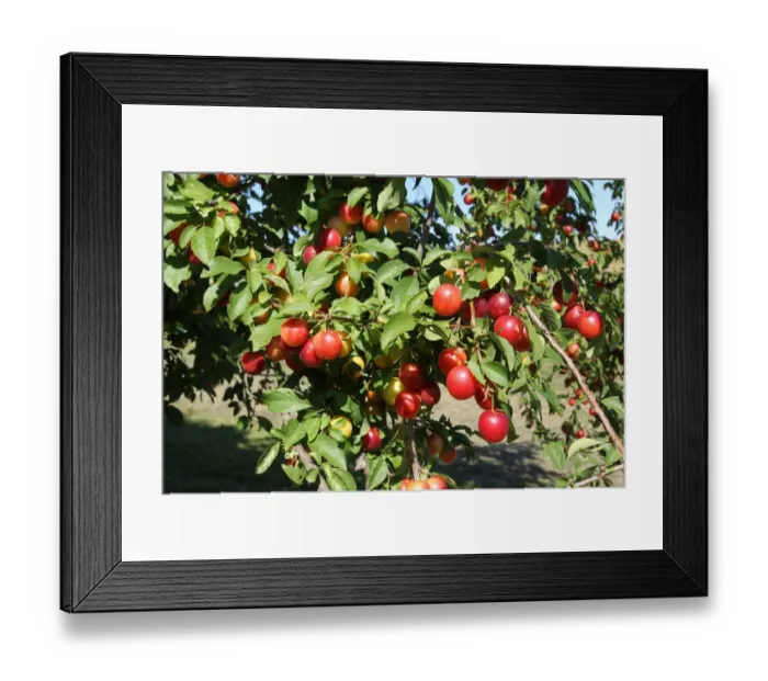 Framed Print : Greek Cherry Plum or Myrobalan Plum -Prunus cerasifera-, organic farming, Lower Austria, Austria Framed Print : Greek Cherry Plum or Myrobalan Plum -Prunus cerasifera-, organic farming, Lower Austria, Austria