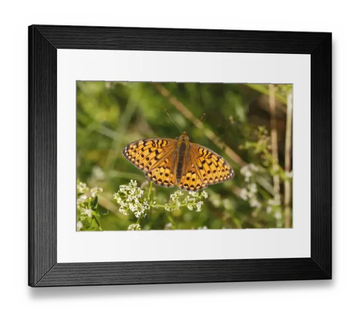 Framed Print : Dark Green Fritillary -Argynnis aglaja- perched on a meadow plant with outstretched wings, Altenseelbach, Neunkirchen, North Rhine-Westphalia, Germany Framed Print : Dark Green Fritillary -Argynnis aglaja- perched on a meadow plant with outstretched wings, Altenseelbach, Neunkirchen, North Rhine-Westphalia, Germany