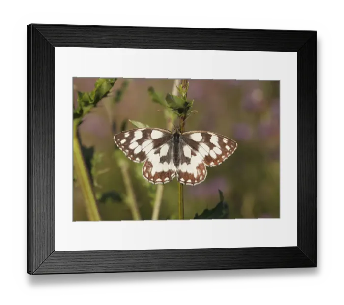 Framed Print : Marbled White -Melanargia galathea- basking on a thistle stalk, Altenseelbach, Neunkirchen, North Rhine-Westphalia, Germany Framed Print : Marbled White -Melanargia galathea- basking on a thistle stalk, Altenseelbach, Neunkirchen, North Rhine-Westphalia, Germany