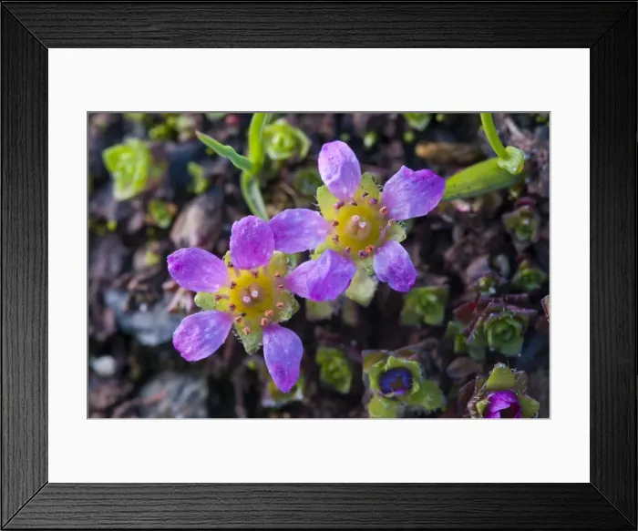 Framed Print : Purple Saxifrage -Saxifraga oppositifolia L. -, Carinthia, Austria Framed Print : Purple Saxifrage -Saxifraga oppositifolia L. -, Carinthia, Austria