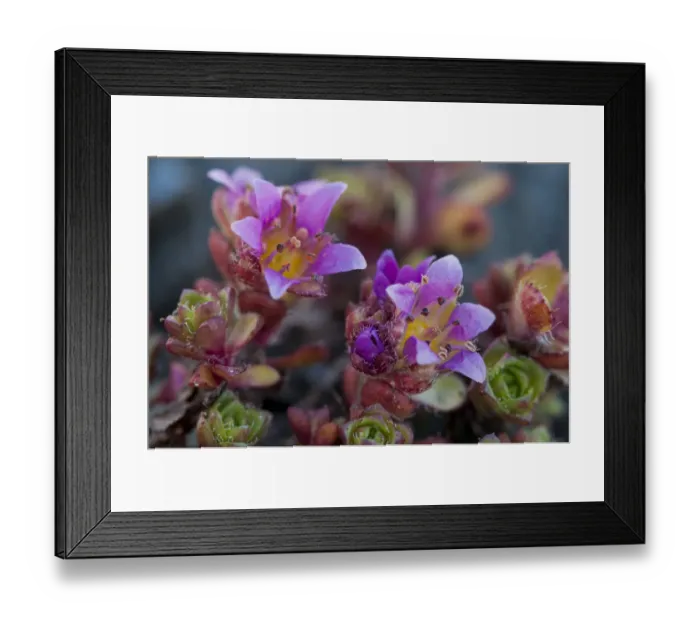 Framed Print : Purple Saxifrage -Saxifraga oppositifolia L. -, Carinthia, Austria Framed Print : Purple Saxifrage -Saxifraga oppositifolia L. -, Carinthia, Austria