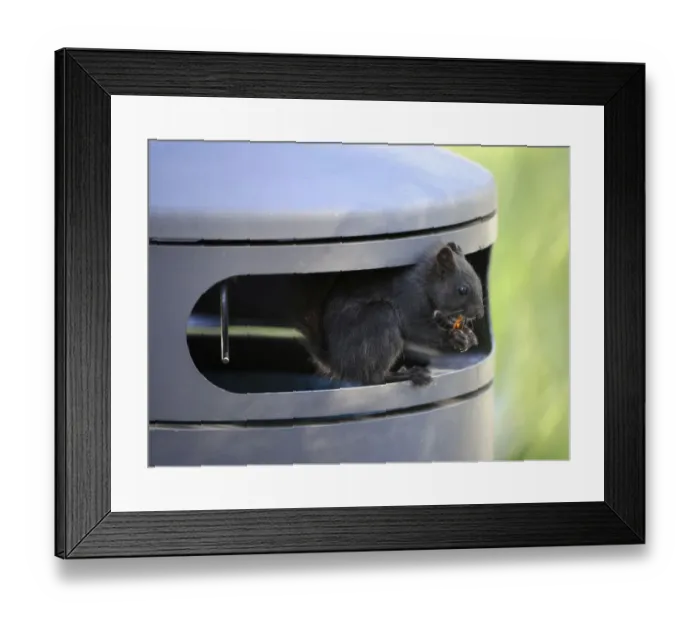 Framed Print : Squirrel -Sciurus vulgaris-, melanistic animal with black fur, sitting in a garbage can and eating Cola bottle wine gums, waste, Stuttgart, Baden-Wurttemberg, Germany Framed Print : Squirrel -Sciurus vulgaris-, melanistic animal with black fur, sitting in a garbage can and eating Cola bottle wine gums, waste, Stuttgart, Baden-Wurttemberg, Germany