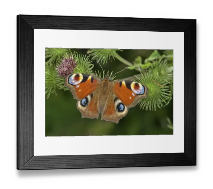Framed Print : European Peacock or Peacock Butterfly -Inachis io- in search of nectar on a Greater Burdock -Arctium lappa-, Baden-Wurttemberg, Germany Framed Print : European Peacock or Peacock Butterfly -Inachis io- in search of nectar on a Greater Burdock -Arctium lappa-, Baden-Wurttemberg, Germany