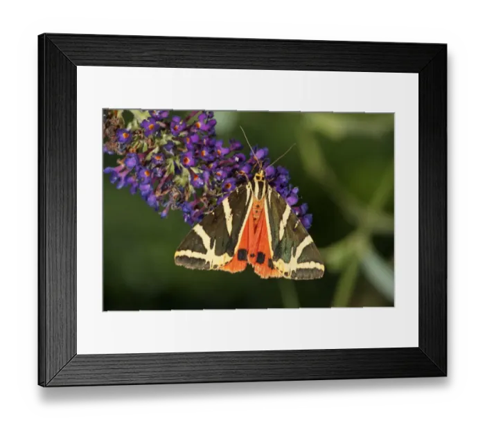 Framed Print : Jersey Tiger -Euplagia quadripunctaria- sucking nectar from Buddleja, butterfly bush, Untergroningen, Abtsgmuend, Baden-Wurttemberg, Germany Framed Print : Jersey Tiger -Euplagia quadripunctaria- sucking nectar from Buddleja, butterfly bush, Untergroningen, Abtsgmuend, Baden-Wurttemberg, Germany