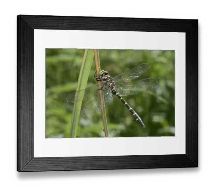 Framed Print : Sombre Goldenring -Cordulegaster bidentatus-, Untergroningen, Abtsgmuend, Baden-Wurttemberg, Germany Framed Print : Sombre Goldenring -Cordulegaster bidentatus-, Untergroningen, Abtsgmuend, Baden-Wurttemberg, Germany