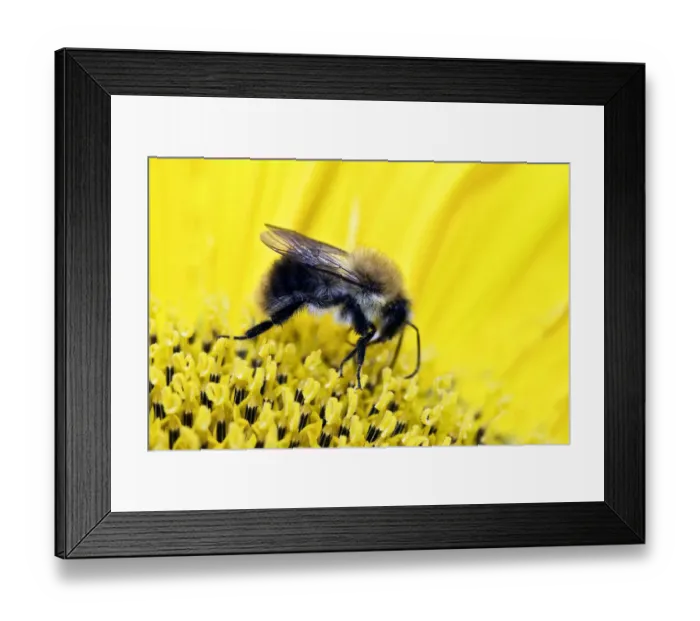 Framed Print : Bumblebee -Bombus sp. - collecting nectar and pollen on a sunflower, Berlin, Berlin, Germany