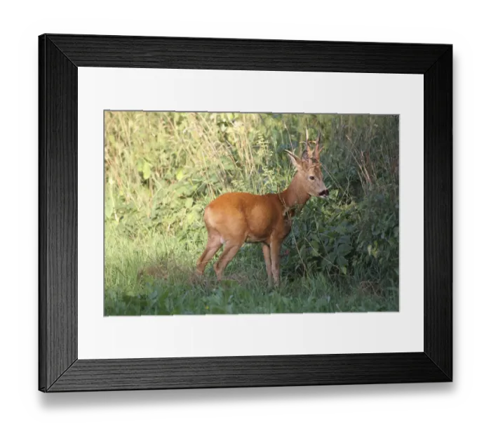 Framed Print : Royal Roebuck -Capreolus capreolus- in the red summer coat, Lower Austria, Austria Framed Print : Royal Roebuck -Capreolus capreolus- in the red summer coat, Lower Austria, Austria