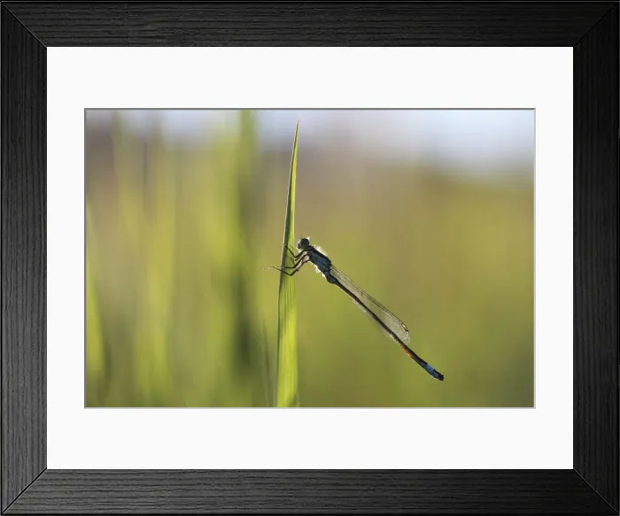 Framed Print : Blue-tailed Damselfly -Ischnura elegans-, male, macro, Biberach an der Riss, Upper Swabia, Baden-Wurttemberg, Germany