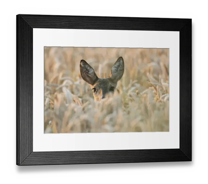 Framed Print : Roe Deer -Capreolus capreolus-, in a wheat field, Lower Austria, Austria Framed Print : Roe Deer -Capreolus capreolus-, in a wheat field, Lower Austria, Austria