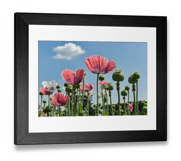 Framed Print : Flowers and flower buds, Opium Poppy -Papaver somniferum- Framed Print : Flowers and flower buds, Opium Poppy -Papaver somniferum-