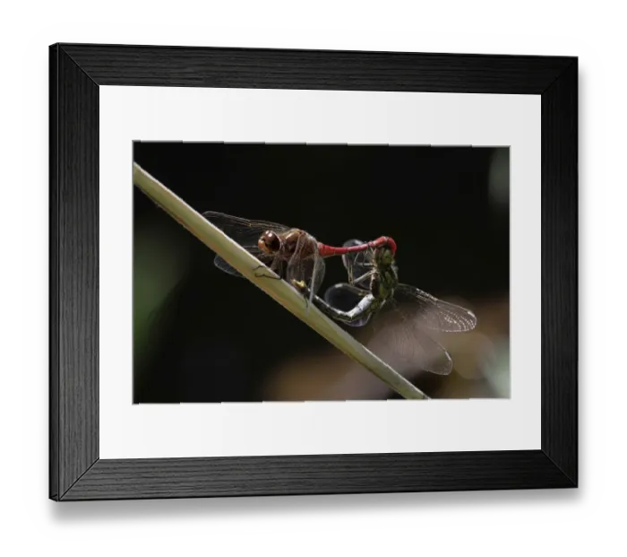 Framed Print : Vagrant Darters -Sympetrum vulgatum-, mating, Upper Bavaria, Bavaria, Germany Framed Print : Vagrant Darters -Sympetrum vulgatum-, mating, Upper Bavaria, Bavaria, Germany