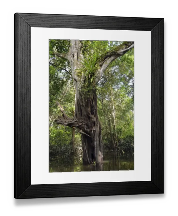 Framed Print : Jungle giant in the Varzea forests, Mamiraua-Nationalpark, Manaus, Amazonas State, Brazil Framed Print : Jungle giant in the Varzea forests, Mamiraua-Nationalpark, Manaus, Amazonas State, Brazil