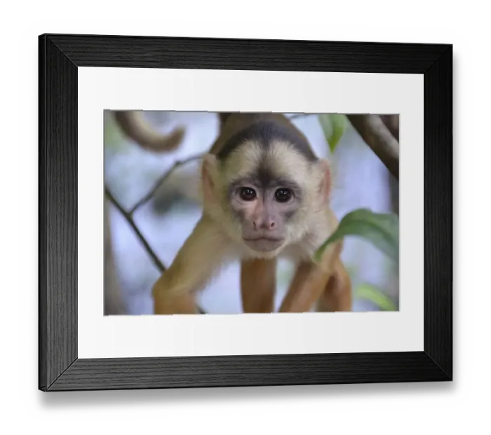Framed Print : White-fronted Capuchin -Cebus albifrons-, Mamiraua Sustainable Development Reserve, near Manaus, Amazonas State, Brazil