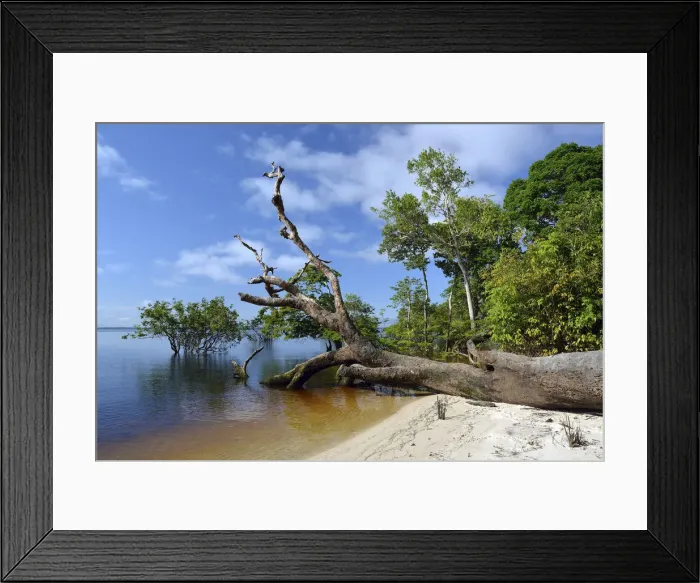 Framed Print : Tree trunk of a giant rainforest tree on the banks of the Amazon and Rio Solimoes, Mamiraua Sustainable Development Reserve, near Tefe, Amazonas State, Brazil Framed Print : Tree trunk of a giant rainforest tree on the banks of the Amazon and Rio Solimoes, Mamiraua Sustainable Development Reserve, near Tefe, Amazonas State, Brazil