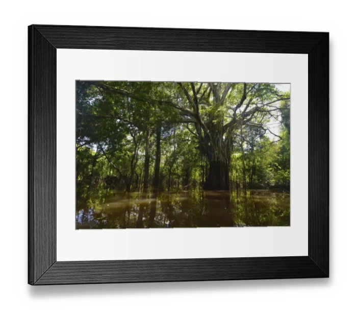Framed Print : Jungle giant in the Varzea forests, Mamiraua Sustainable Development Reserve, near Manaus, Amazonas State, Brazil Framed Print : Jungle giant in the Varzea forests, Mamiraua Sustainable Development Reserve, near Manaus, Amazonas State, Brazil