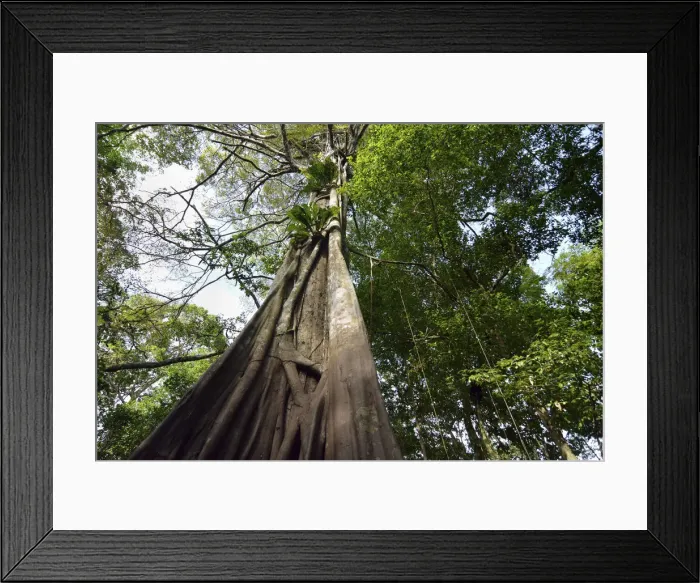 Framed Print : Jungle giant in the Varzea forests, Mamiraua Sustainable Development Reserve, near Manaus, Amazonas State, Brazil