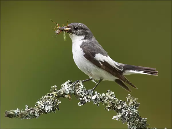 European Pied Flycatcher -Ficedula hypoleuca-, male with an insect in its beak perched on a branch, Altenseelbach, Neunkirchen, North Rhine-Westphalia, Germany