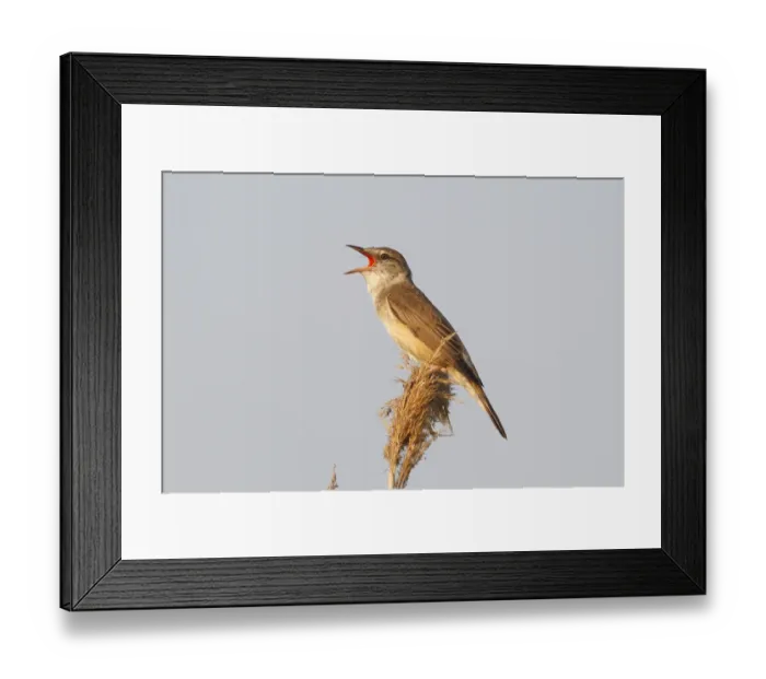 Framed Print : Reed Warbler -Acrocephalus arundinaceus-, male singing on a reed stem, Illmitz, Burgenland, Austria Framed Print : Reed Warbler -Acrocephalus arundinaceus-, male singing on a reed stem, Illmitz, Burgenland, Austria