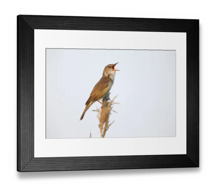 Framed Print : Reed Warbler -Acrocephalus arundinaceus-, male singing on a reed stem, Illmitz, Burgenland, Austria Framed Print : Reed Warbler -Acrocephalus arundinaceus-, male singing on a reed stem, Illmitz, Burgenland, Austria
