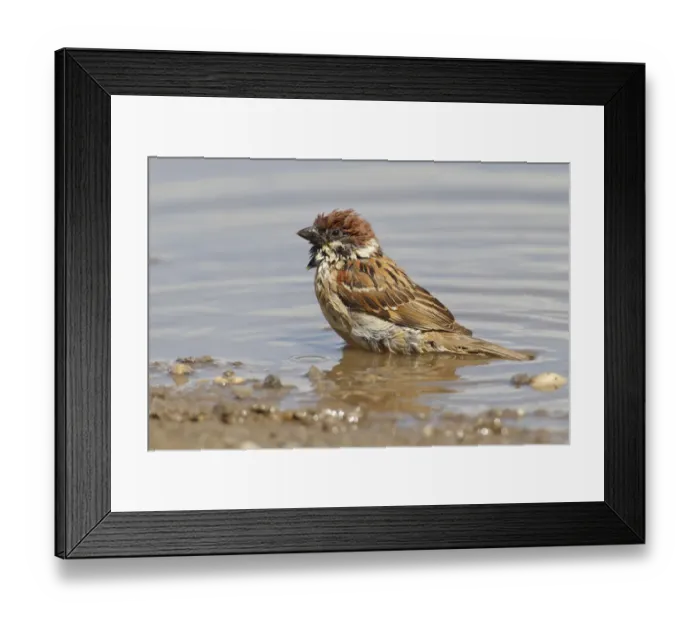 Framed Print : Tree Sparrow -Passer montanus- in a puddle, Apetlon, Burgenland, Austria Framed Print : Tree Sparrow -Passer montanus- in a puddle, Apetlon, Burgenland, Austria