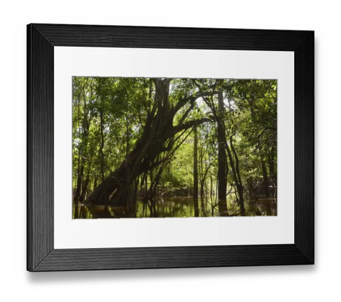 Framed Print : Giant rainforest tree in the flooded Varzea forest, Mamiraua National Park, Manaus, Amazonas, Brazil Framed Print : Giant rainforest tree in the flooded Varzea forest, Mamiraua National Park, Manaus, Amazonas, Brazil