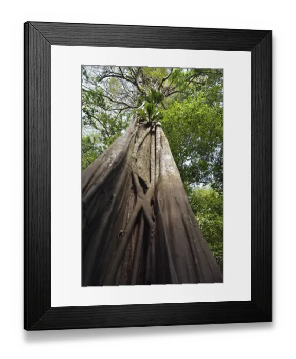 Framed Print : Giant rainforest tree in the flooded Varzea forest, Mamiraua National Park, Manaus, Amazonas, Brazil Framed Print : Giant rainforest tree in the flooded Varzea forest, Mamiraua National Park, Manaus, Amazonas, Brazil