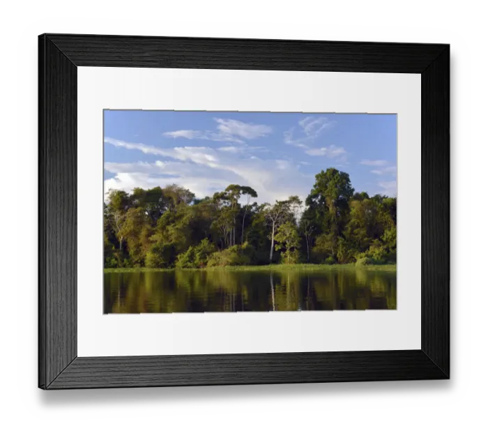 Framed Print : Bank of the Rio Solimoes river with flooded Varzea forest, Mamiraua National Park, Manaus, Amazonas, Brazil Framed Print : Bank of the Rio Solimoes river with flooded Varzea forest, Mamiraua National Park, Manaus, Amazonas, Brazil