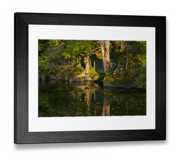 Framed Print : Trees reflected in water in early morning light, Foster, Eastern Townships, Quebec Province, Canada Framed Print : Trees reflected in water in early morning light, Foster, Eastern Townships, Quebec Province, Canada