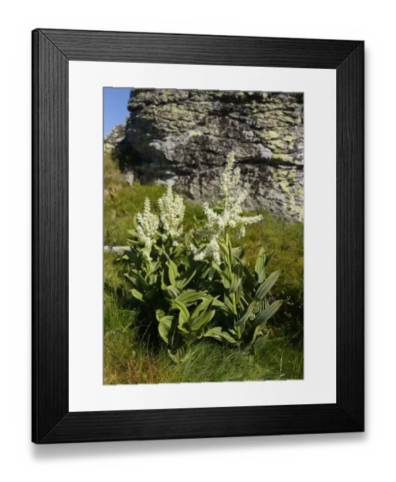 Framed Print : White False Hellebore -Veratrum album-, Saualpe alp, Carinthia, Austria Framed Print : White False Hellebore -Veratrum album-, Saualpe alp, Carinthia, Austria