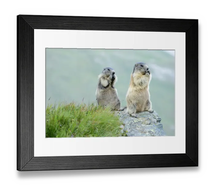 Framed Print : Two Alpine Marmots -Marmota marmota-, feeding, Grossglockner, Hohe Tauern National Park, Tyrol, Austria Framed Print : Two Alpine Marmots -Marmota marmota-, feeding, Grossglockner, Hohe Tauern National Park, Tyrol, Austria