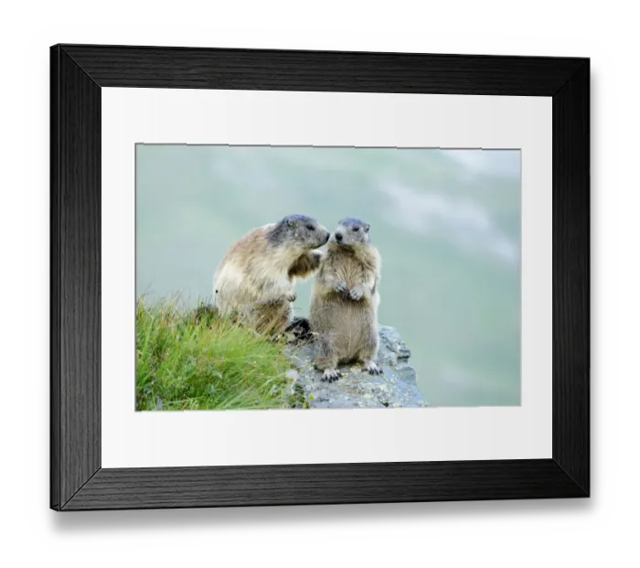 Framed Print : Two Alpine Marmots -Marmota marmota- sniffing each other, Grossglockner, Hohe Tauern National Park, Tyrol, Austria Framed Print : Two Alpine Marmots -Marmota marmota- sniffing each other, Grossglockner, Hohe Tauern National Park, Tyrol, Austria