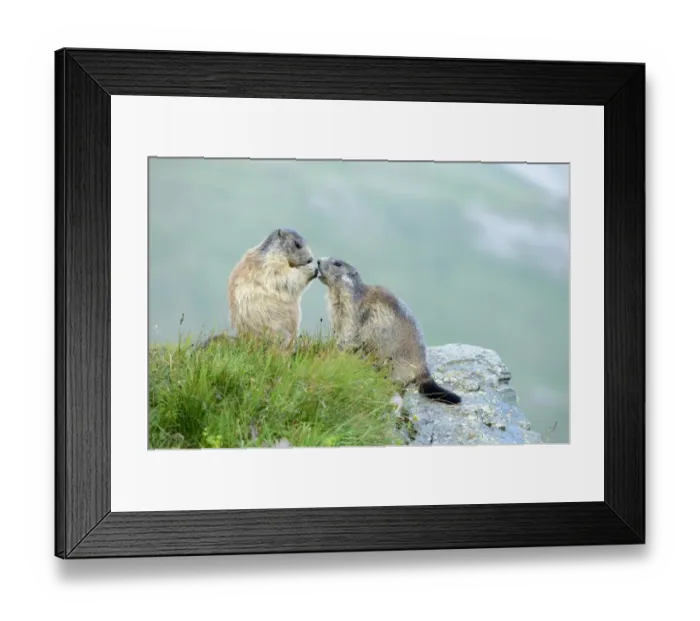 Framed Print : Young Alpine Marmot -Marmota marmota- begging for food, Grossglockner, Hohe Tauern National Park, Tyrol, Austria Framed Print : Young Alpine Marmot -Marmota marmota- begging for food, Grossglockner, Hohe Tauern National Park, Tyrol, Austria