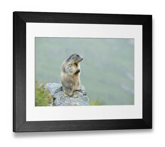 Framed Print : Alpine Marmot -Marmota marmota-, Grossglockner, Hohe Tauern National Park, Tyrol, Austria Framed Print : Alpine Marmot -Marmota marmota-, Grossglockner, Hohe Tauern National Park, Tyrol, Austria