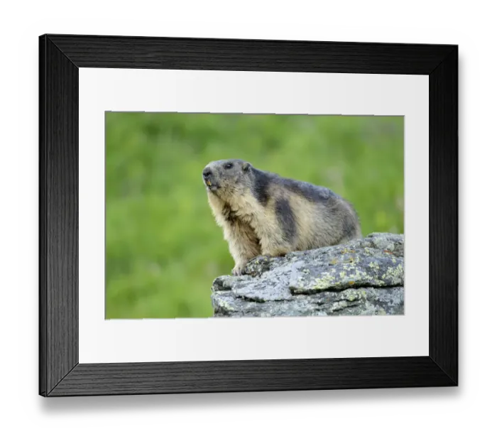 Framed Print : Alpine Marmot -Marmota marmota-, Grossglockner, Hohe Tauern National Park, Tyrol, Austria Framed Print : Alpine Marmot -Marmota marmota-, Grossglockner, Hohe Tauern National Park, Tyrol, Austria