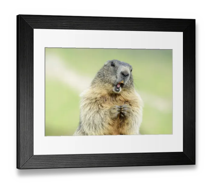 Framed Print : Alpine Marmot -Marmota marmota-, Grossglockner, Hohe Tauern National Park, Tyrol, Austria