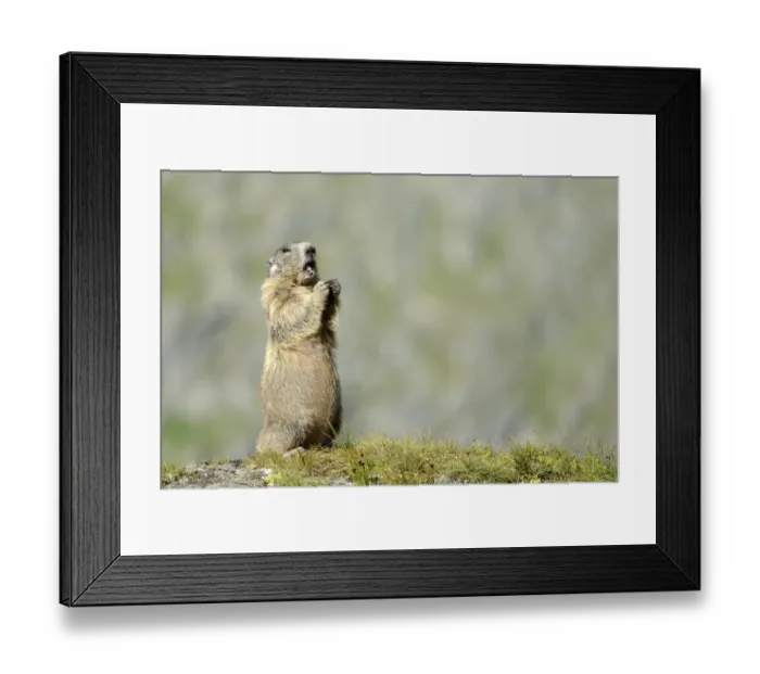 Framed Print : Alpine Marmot -Marmota marmota-, Grossglockner, Hohe Tauern National Park, Tyrol, Austria Framed Print : Alpine Marmot -Marmota marmota-, Grossglockner, Hohe Tauern National Park, Tyrol, Austria