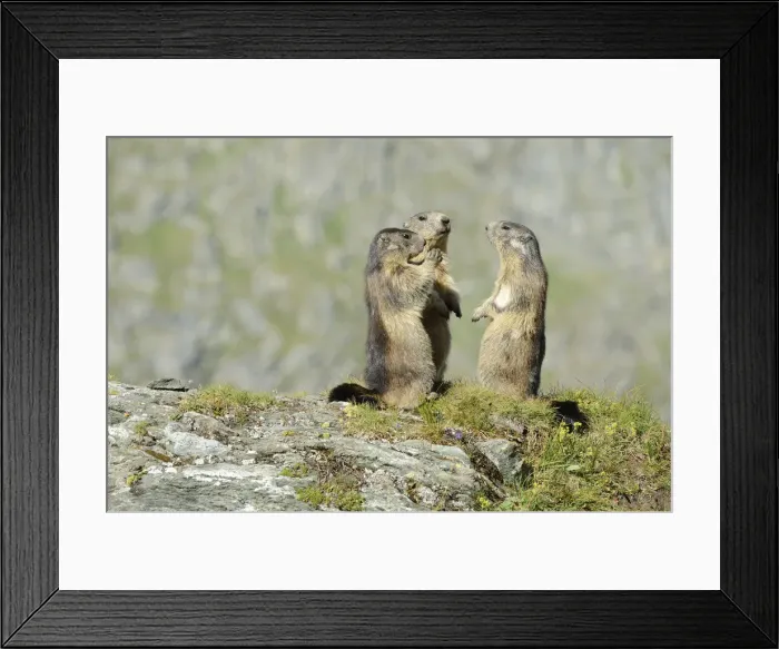 Framed Print : Alpine Marmots -Marmota marmota- standing in a circle, Grossglockner, Hohe Tauern National Park, Tyrol, Austria Framed Print : Alpine Marmots -Marmota marmota- standing in a circle, Grossglockner, Hohe Tauern National Park, Tyrol, Austria