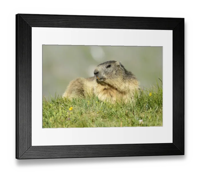 Framed Print : Alpine Marmot -Marmota marmota-, Grossglockner, Hohe Tauern National Park, Tyrol, Austria Framed Print : Alpine Marmot -Marmota marmota-, Grossglockner, Hohe Tauern National Park, Tyrol, Austria