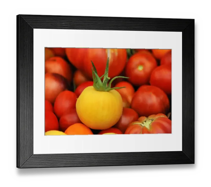 Framed Print : Fresh yellow Tomato -Solanum lycopersicum- in front of red tomatoes, Lower Saxony, Germany Framed Print : Fresh yellow Tomato -Solanum lycopersicum- in front of red tomatoes, Lower Saxony, Germany